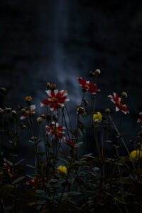 Dark flowers